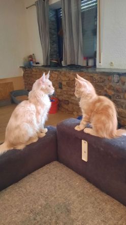 Maine coon Weibchen