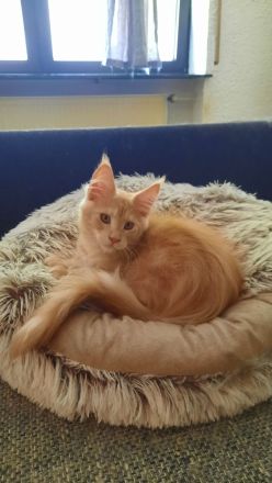 Maine coon Weibchen
