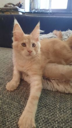 Maine coon Weibchen