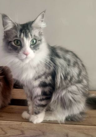 Reinrassiges Maine Coon Kitten