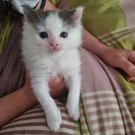 Reinrassiges Maine Coon Kitten