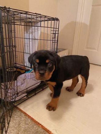 Rottweilerwelpe – sucht ein liebevolles Zuhause