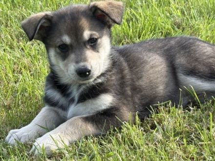 Wunderschöne Husky x Wolfshunde- Welpen