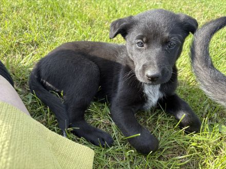 Wunderschöne Husky x Wolfshunde- Welpen