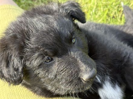 Wunderschöne Husky x Wolfshunde- Welpen