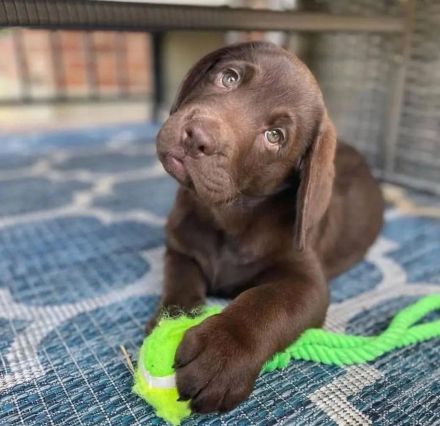 Wunderschöner weiblicher Labradorwelpe – liebevolles Zuhause gesucht