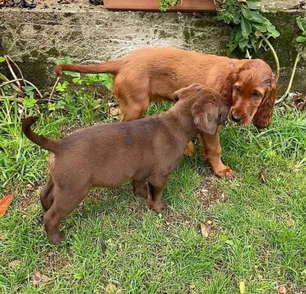 Wunderschöner weiblicher Labradorwelpe – liebevolles Zuhause gesucht