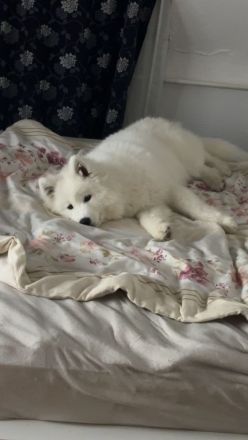 Samojeden Welpe sucht eine Familie