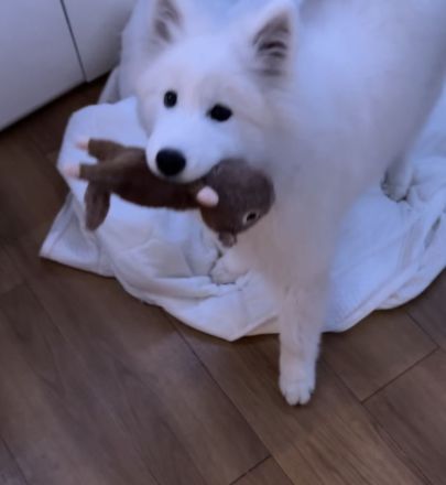 Samojeden Welpe sucht eine Familie
