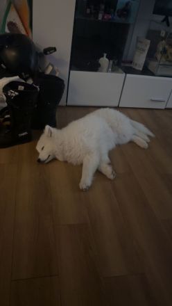 Samojeden Welpe sucht eine Familie