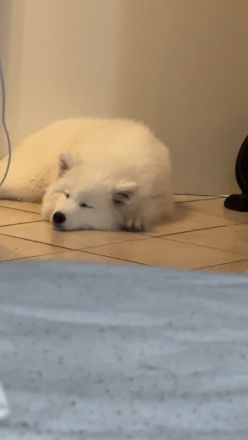 Samojeden Welpe sucht eine Familie