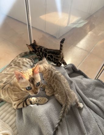 Wundervolle Bengal Kitten suchen ihr Für Immer Zuhause