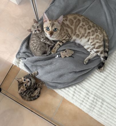 Wundervolle Bengal Kitten suchen ihr Für Immer Zuhause
