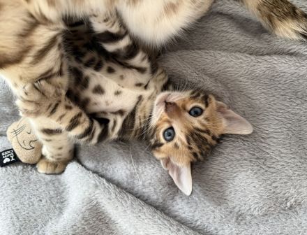 Wundervolle Bengal Kitten suchen ihr Für Immer Zuhause