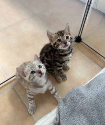 Wundervolle Bengal Kitten suchen ihr Für Immer Zuhause