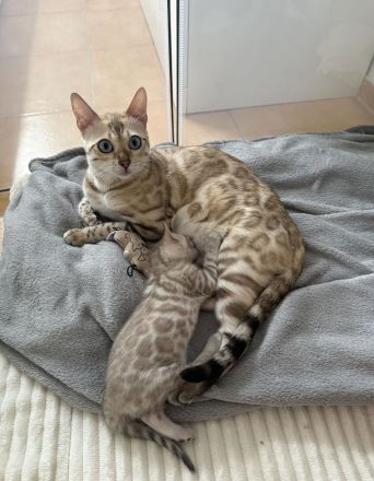 Wundervolle Bengal Kitten suchen ihr Für Immer Zuhause