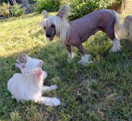 Chinese Crested Dog - Welpen-Rüden- Powderpuff