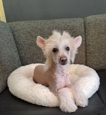 Chinese Crested Dog - Welpen-Rüden Powderpuff und Hairless