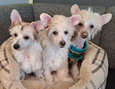 Chinese Crested Dog - Welpen-Rüden Powderpuff und Hairless