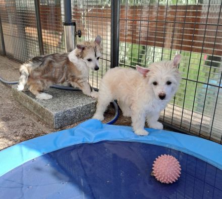 Chinese Crested Dog - Welpen-Rüden- Powderpuff