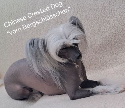Chinese Crested Dog - wir erwarten Welpen