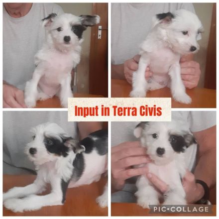Chinese Crested Dog Welpen aus liebevoller Familienzucht