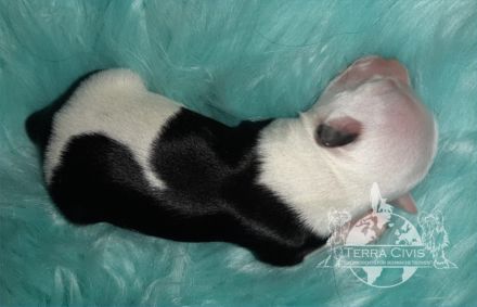 Chinese Crested Dog (Chinesischer Schopfhund) Welpen aus liebevoller Familienzucht