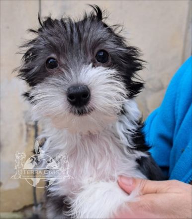 Chinese Crested Dog Welpen aus liebevoller Familienzucht