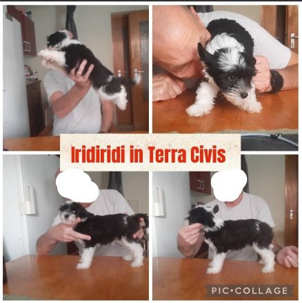 Chinese Crested Dog Welpen aus liebevoller Familienzucht