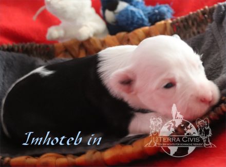 Chinese Crested Dog (Chinesischer Schopfhund) Welpen aus liebevoller Familienzucht ( FCI - VDH )