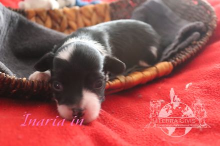 Chinese Crested Dog (Chinesischer Schopfhund) Welpen aus liebevoller Familienzucht ( FCI - VDH )