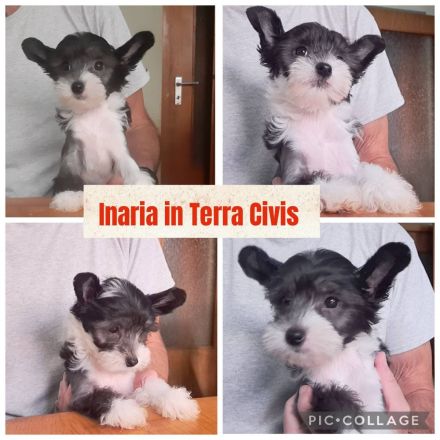 Chinese Crested Dog Welpen aus liebevoller Familienzucht