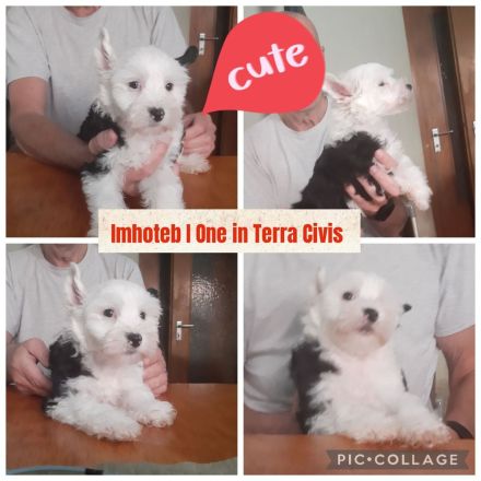 Chinese Crested Dog Welpen aus liebevoller Familienzucht