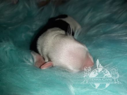 Chinese Crested Dog (Chinesischer Schopfhund) Welpen aus liebevoller Familienzucht