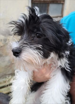 Chinese Crested Dog Welpen aus liebevoller Familienzucht