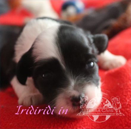 Chinese Crested Dog (Chinesischer Schopfhund) Welpen aus liebevoller Familienzucht ( FCI - VDH )