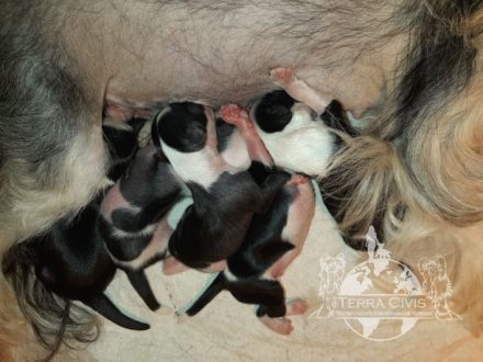 Chinese Crested Dog (Chinesischer Schopfhund) Welpen aus liebevoller Familienzucht