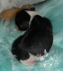 Chinese Crested Dog (Chinesischer Schopfhund) Welpen aus liebevoller Familienzucht