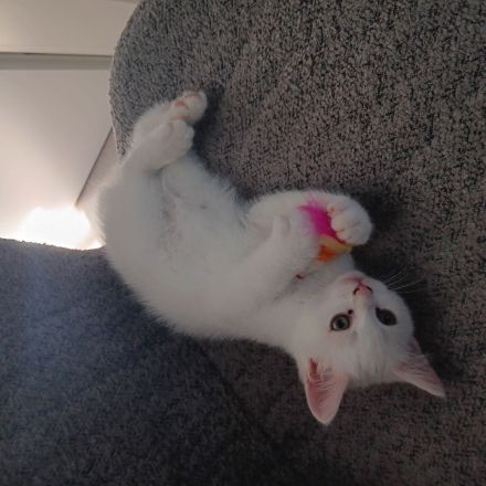 BKH Kater