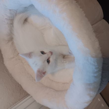 BKH Kater