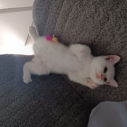 BKH Kater