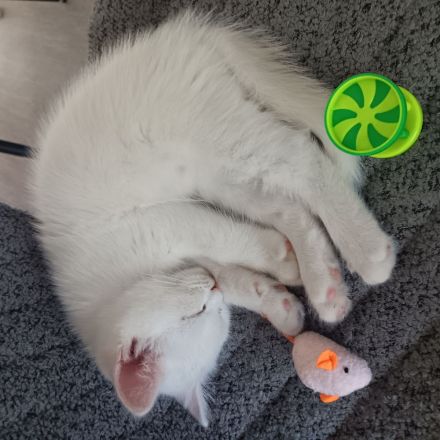 BKH Kater