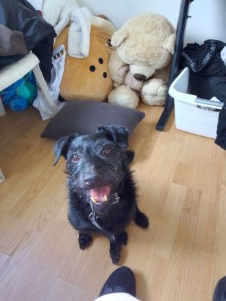 Jack Russel - schnautzer