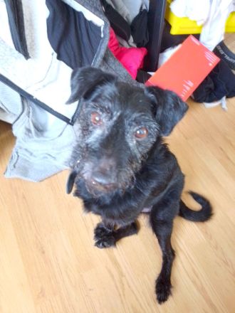 Jack Russel - schnautzer