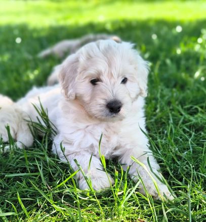 Goldendoodle Welpen F1b, medium, abgabebereit!