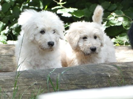 Goldendoodle