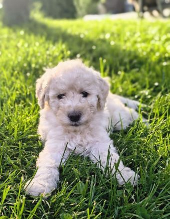 Goldendoodle Welpen F1b, medium, abgabebereit!