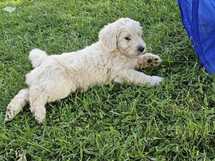 Goldendoodle Welpen F1b, medium, abgabebereit!