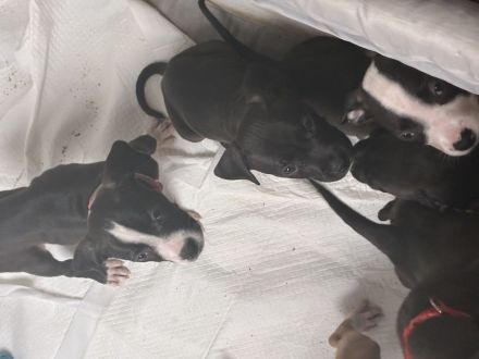 Wir suchen noch ein Zuhause amerikanische Bulldogge