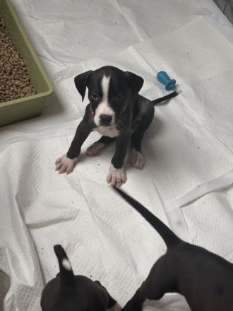 Wir suchen noch ein Zuhause amerikanische Bulldogge